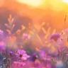 Tipos de Flores Bonitas: Signi